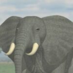 シミュレーションズーのゲーム画面