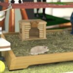 ハムスターチャンネルのゲーム画面